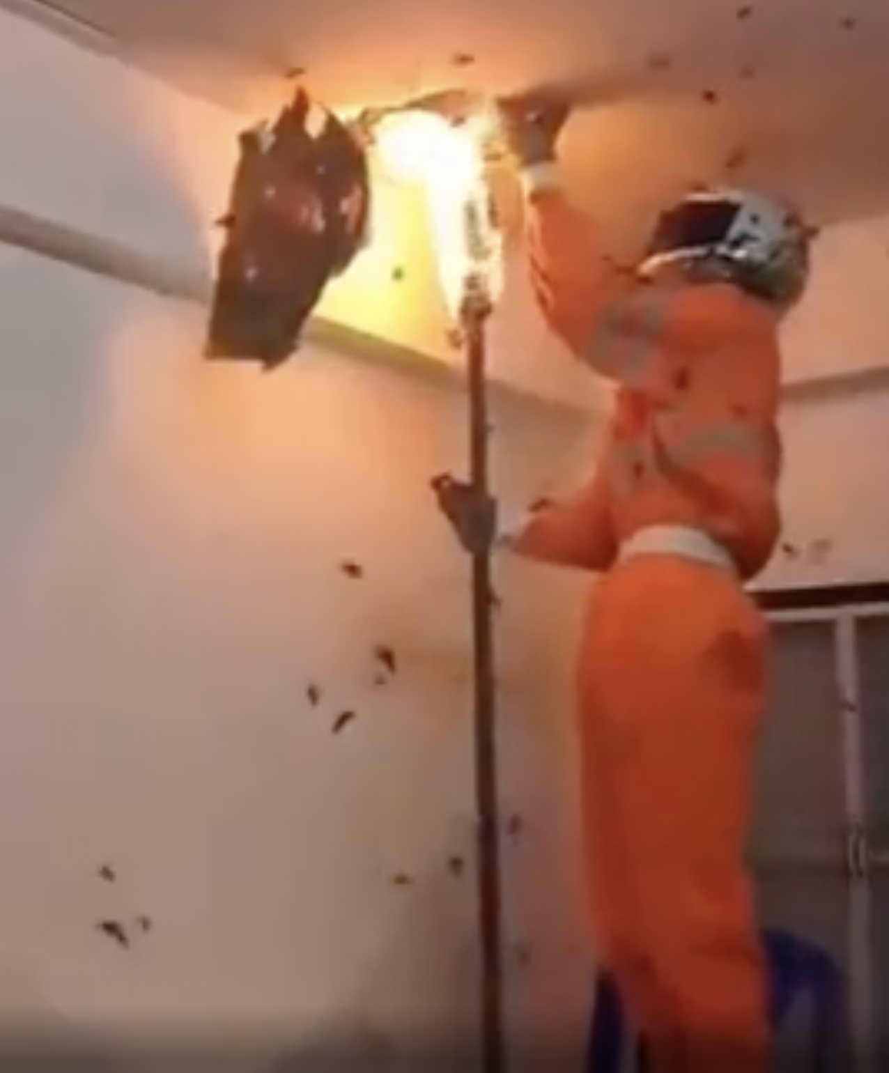 DIY exterminator trying to burn a hoard of insects. 