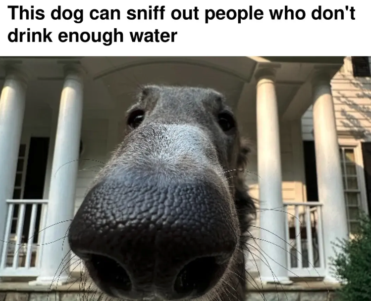 20 Dog Memes That Won't Chew On Your Shoes