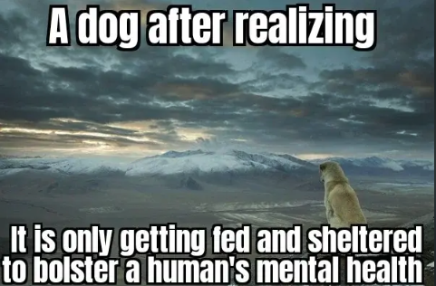 20 Dog Memes That Won't Chew On Your Shoes