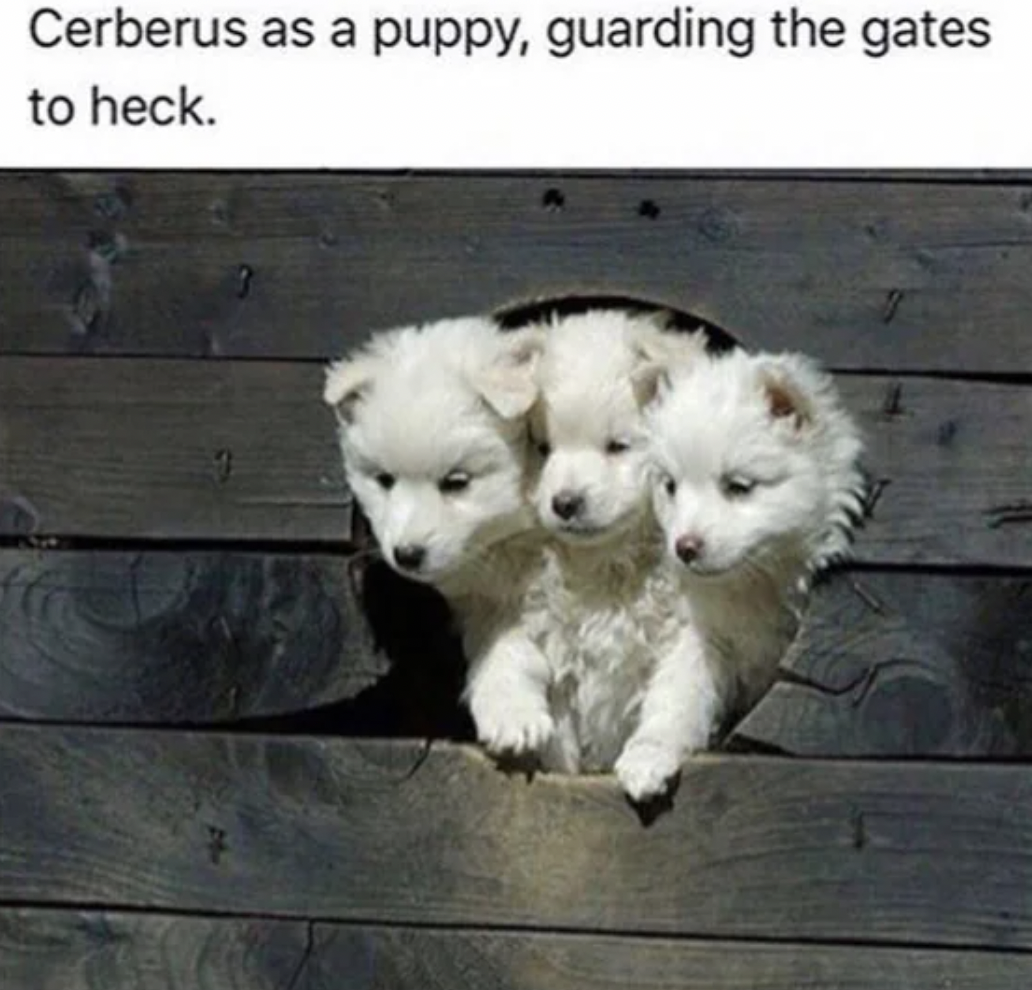 cerberus meme - Cerberus as a puppy, guarding the gates to heck.