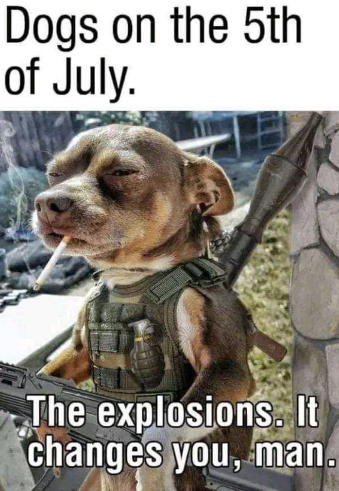 dog - Dogs on the 5th of July. The explosions. It changes you, man.