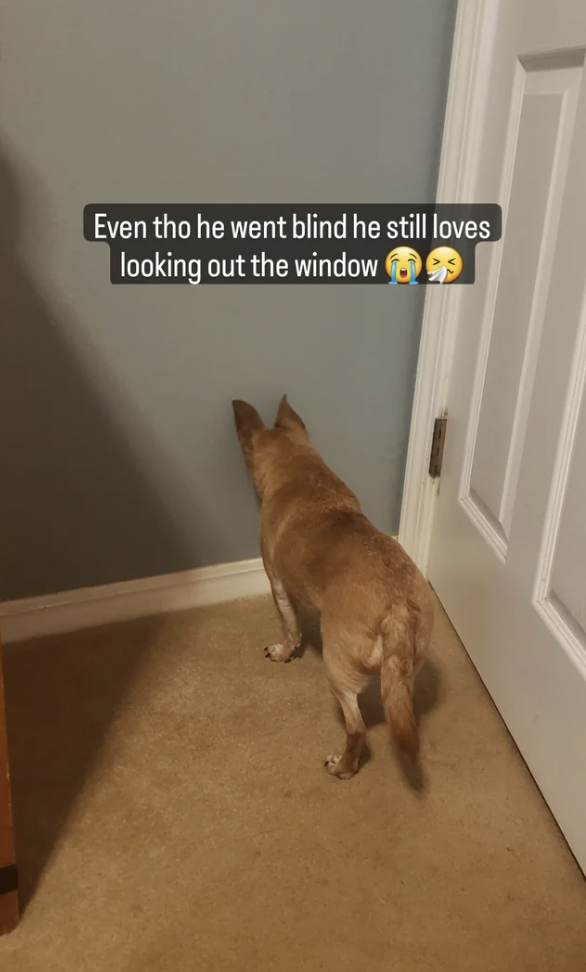 dog loves looking out window - Even tho he went blind he still loves looking out the window