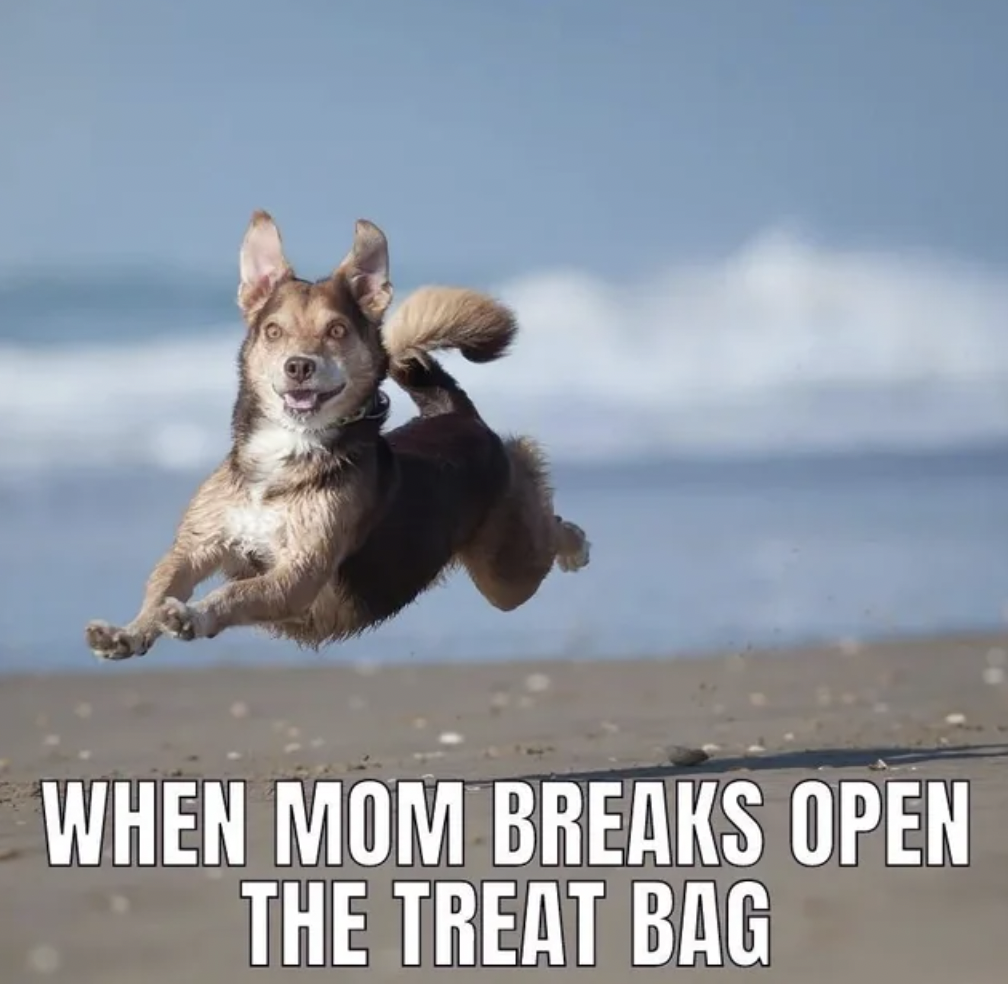 dog - When Mom Breaks Open The Treat Bag