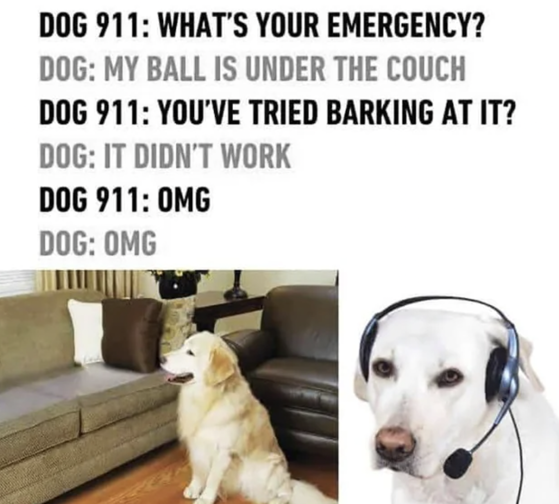 dog on phone - Dog 911 What'S Your Emergency? Dog My Ball Is Under The Couch Dog 911 You'Ve Tried Barking At It? Dog It Didn'T Work Dog 911 Omg Dog Omg