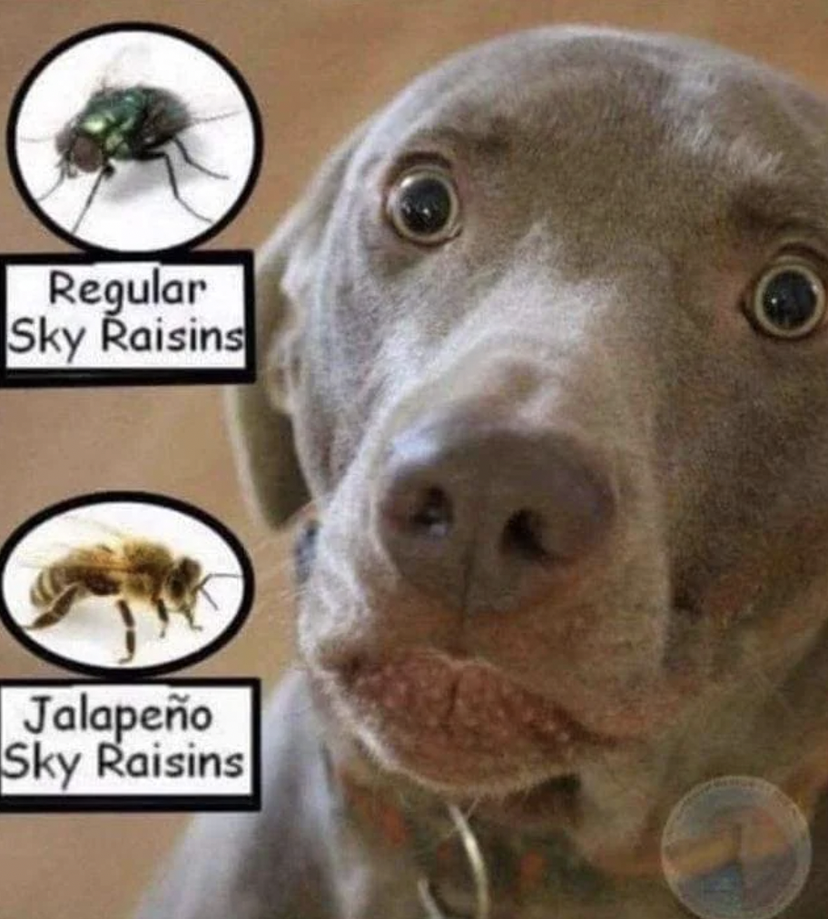 jalapeno sky raisin - Regular Sky Raisins Jalapeo Sky Raisins