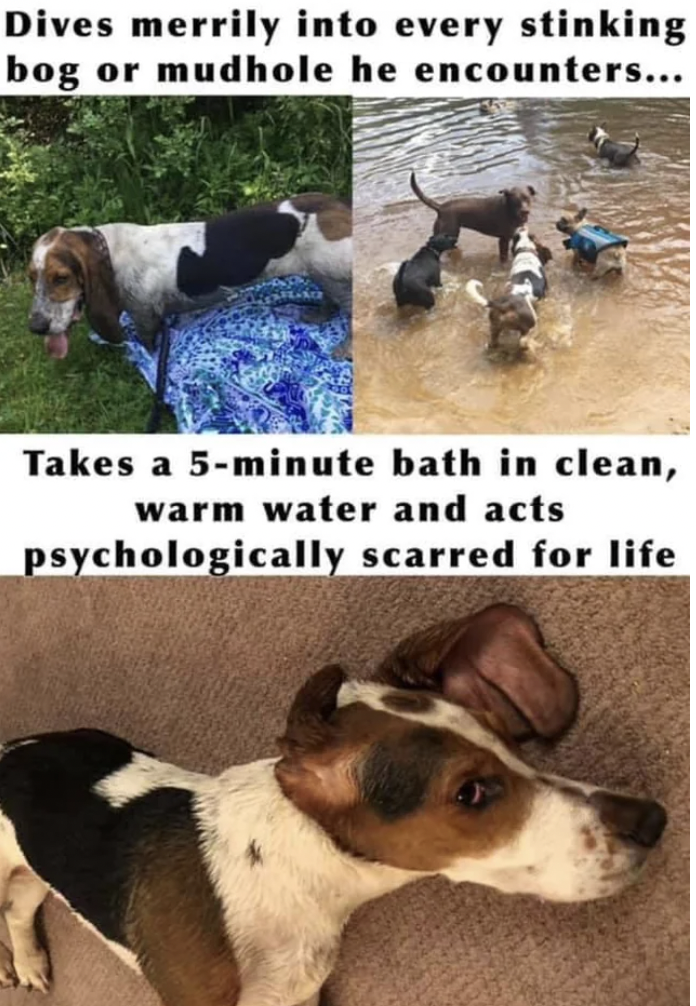 treeing walker coonhound - Dives merrily into every stinking bog or mudhole he encounters... Takes a 5minute bath in clean, warm water and acts psychologically scarred for life