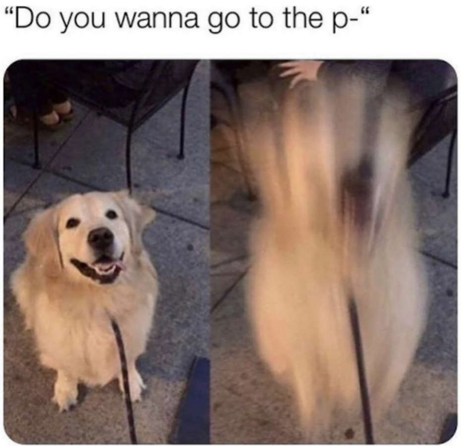 dog - "Do you wanna go to the p"