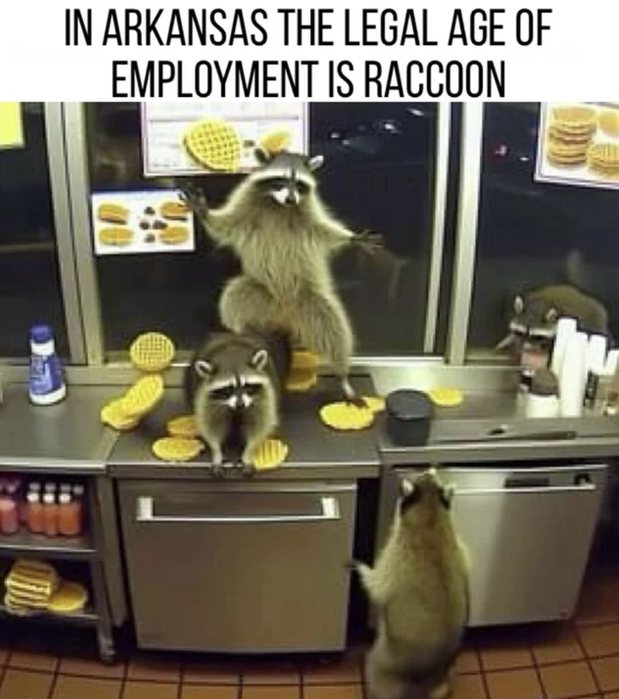 room - In Arkansas The Legal Age Of Employment Is Raccoon