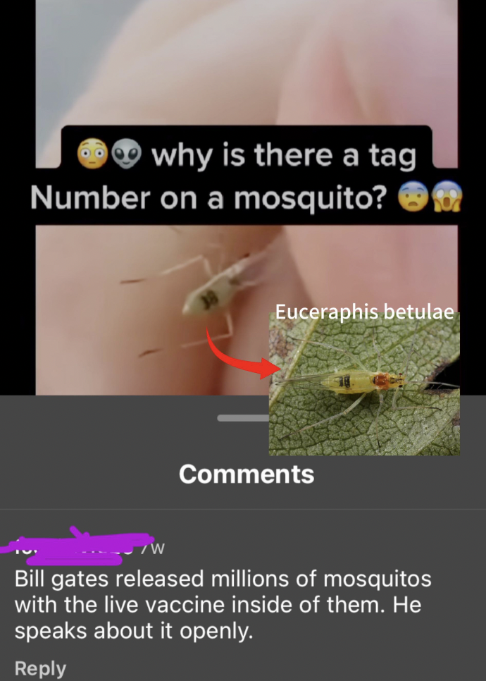 fauna - why is there a tag Number on a mosquito? Euceraphis betulae Bill gates released millions of mosquitos with the live vaccine inside of them. He speaks about it openly.