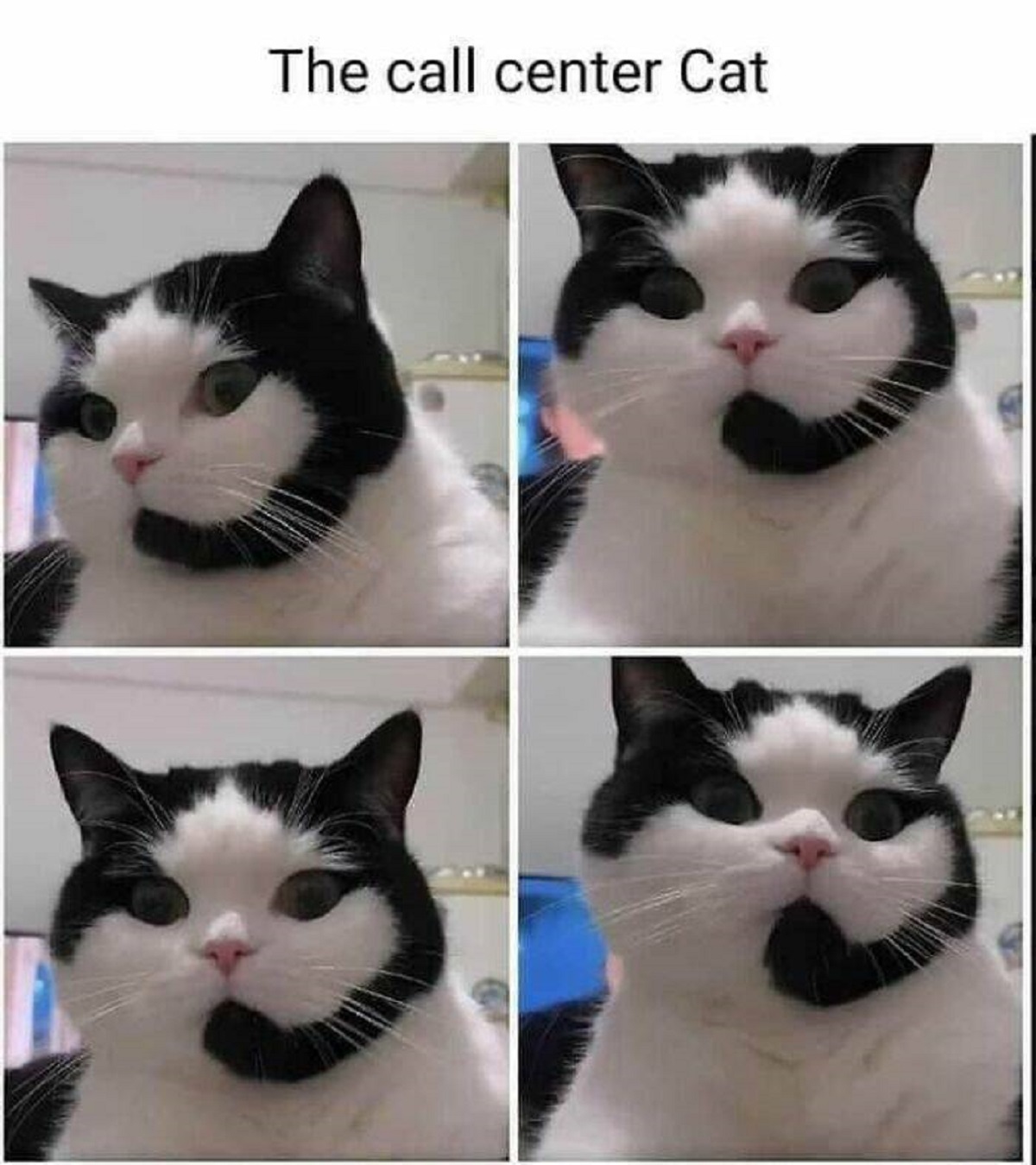 cat dog meme - The call center Cat