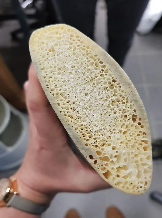 Cross section of a whale rib 