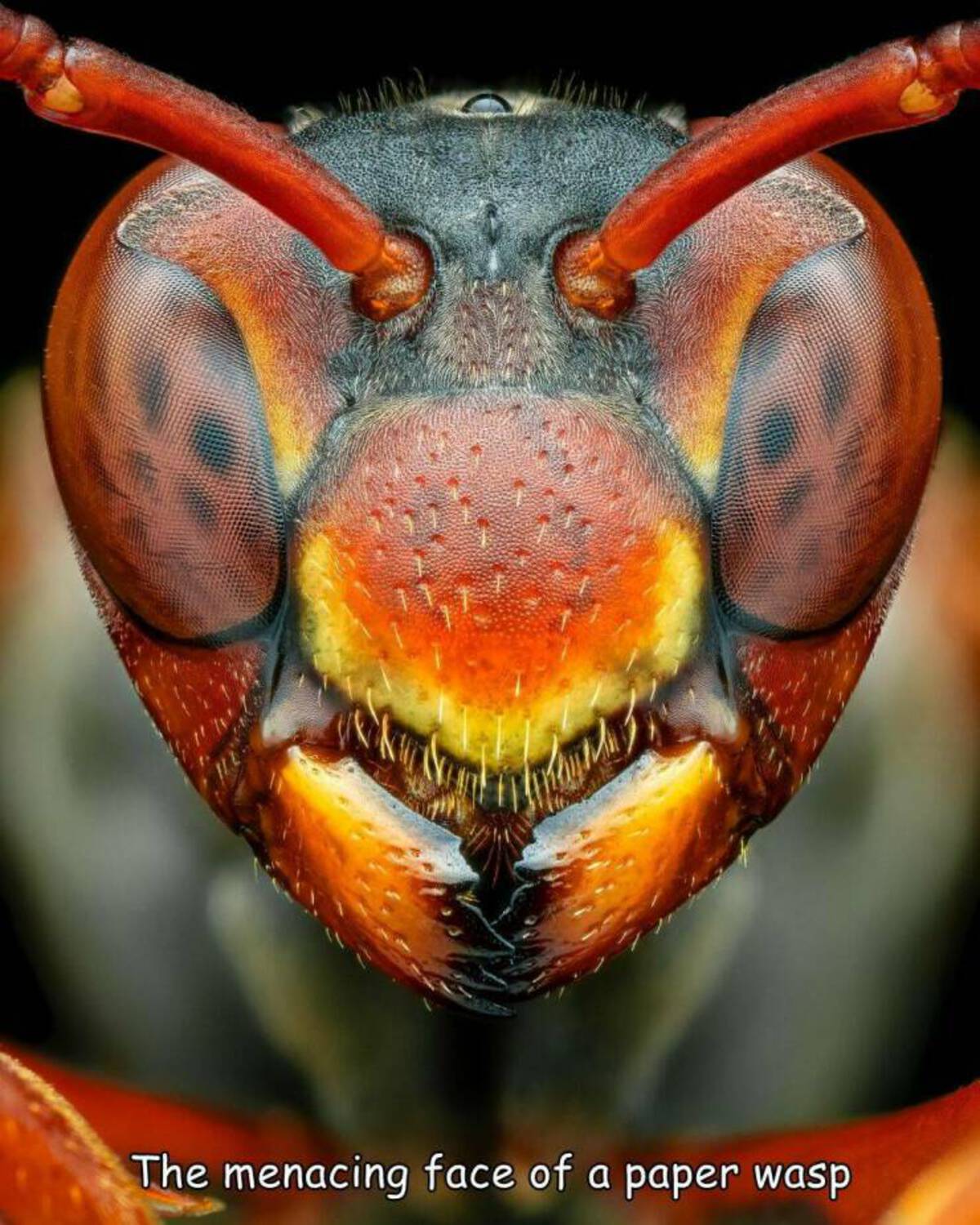 macro photography - The menacing face of a paper wasp