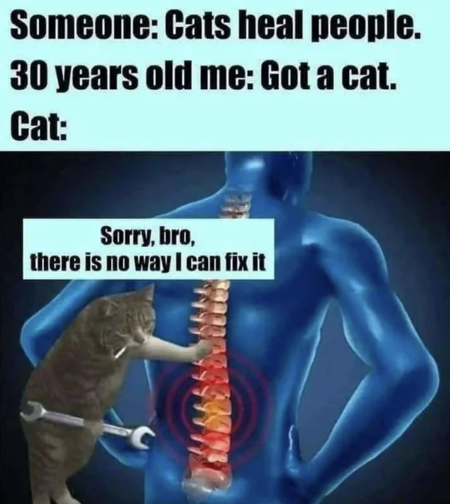sorry bro there is no way i can fix it - Someone Cats heal people. 30 years old me Got a cat. Cat Sorry, bro, there is no way I can fix it