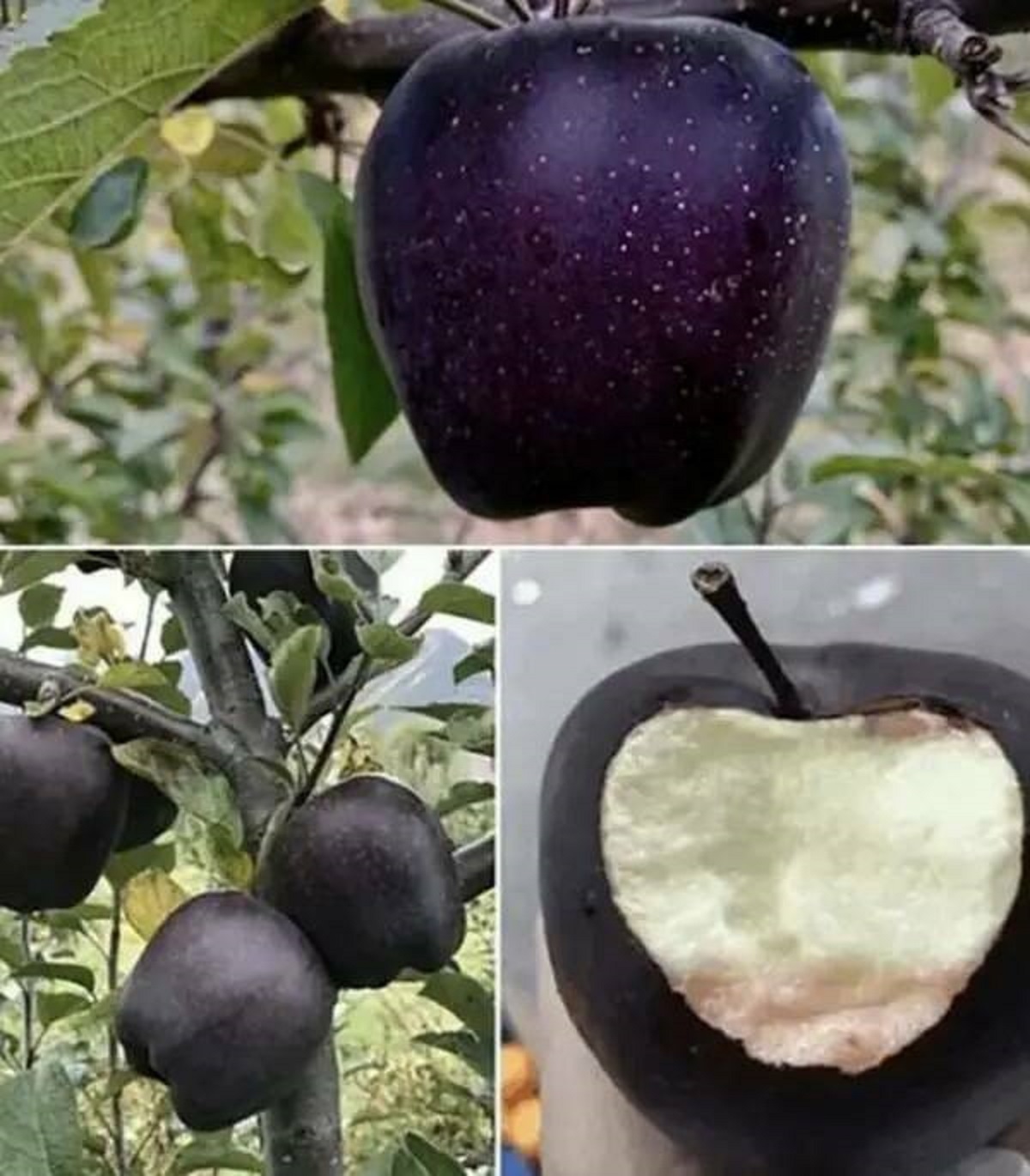 black diamond apple