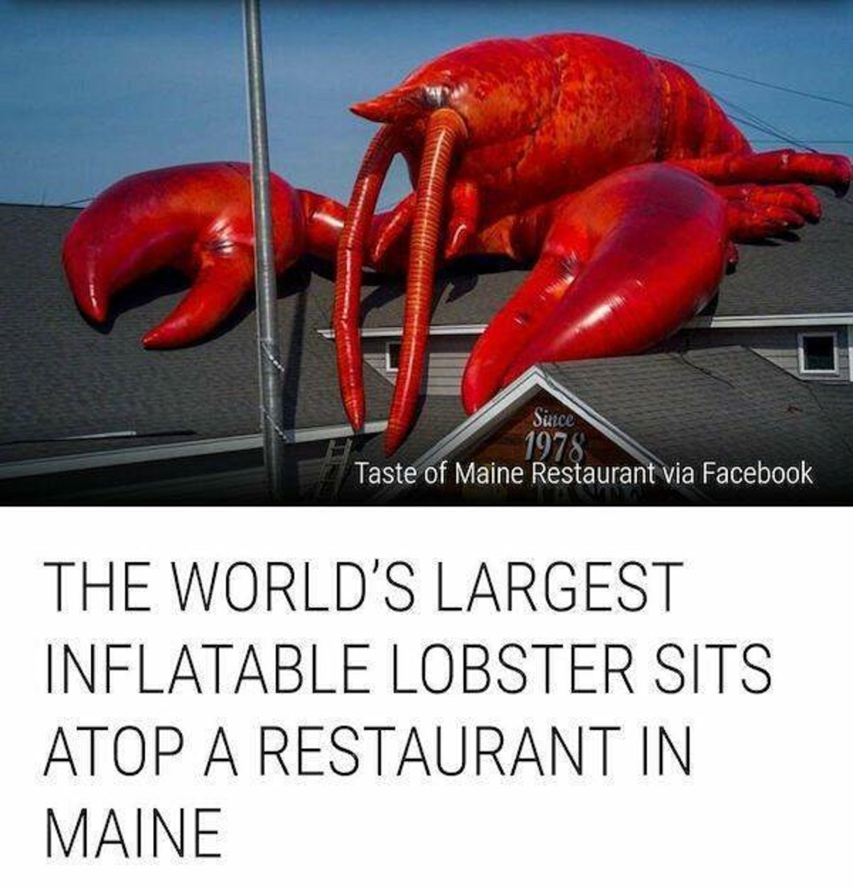 taste of maine restaurant - Since 1978 Taste of Maine Restaurant via Facebook The World'S Largest Inflatable Lobster Sits Atop A Restaurant In Maine