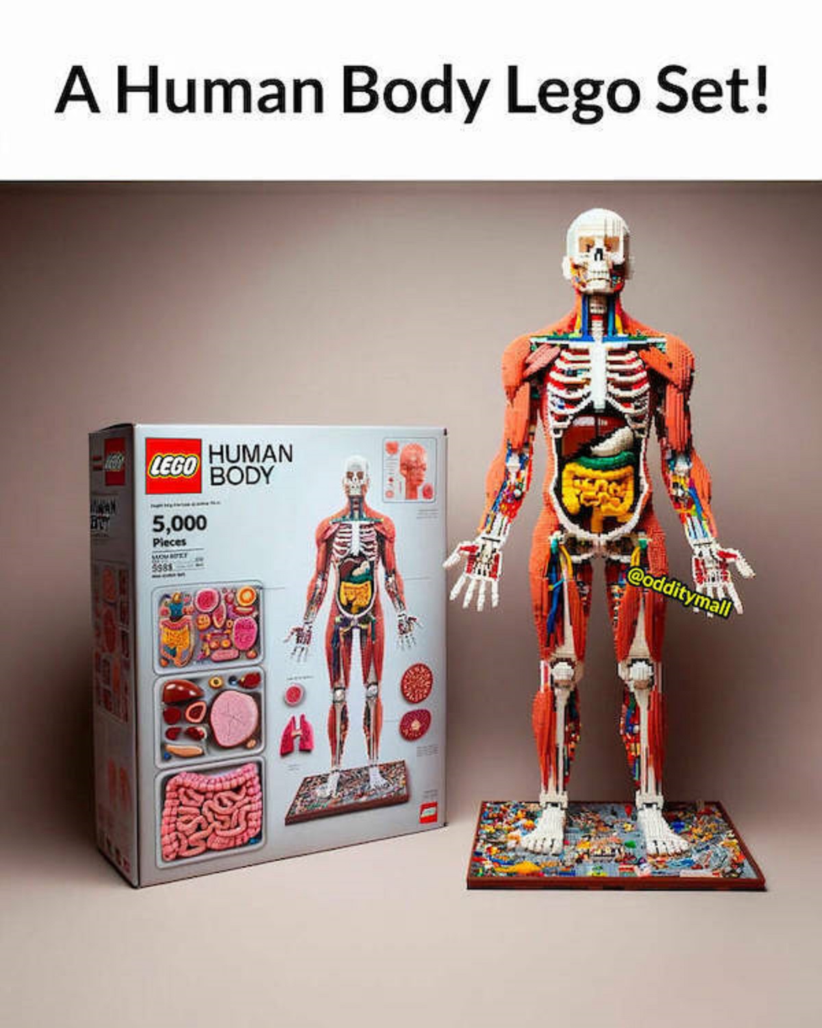 organ - A Human Body Lego Set! Mwan Lego 5,000 Pieces Mom Biry 5588 Human Body Free