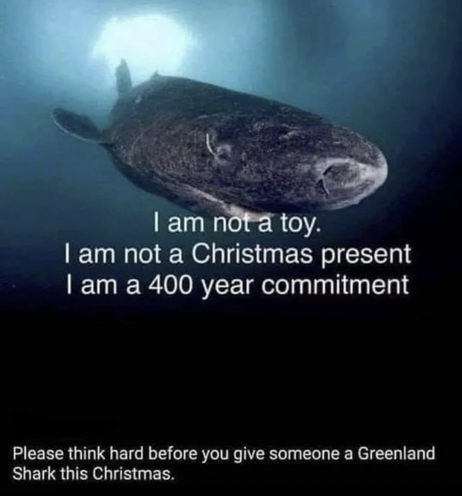 greenland shark for christmas - I am not a toy. I am not a Christmas present I am a 400 year commitment Please think hard before you give someone a Greenland Shark this Christmas.