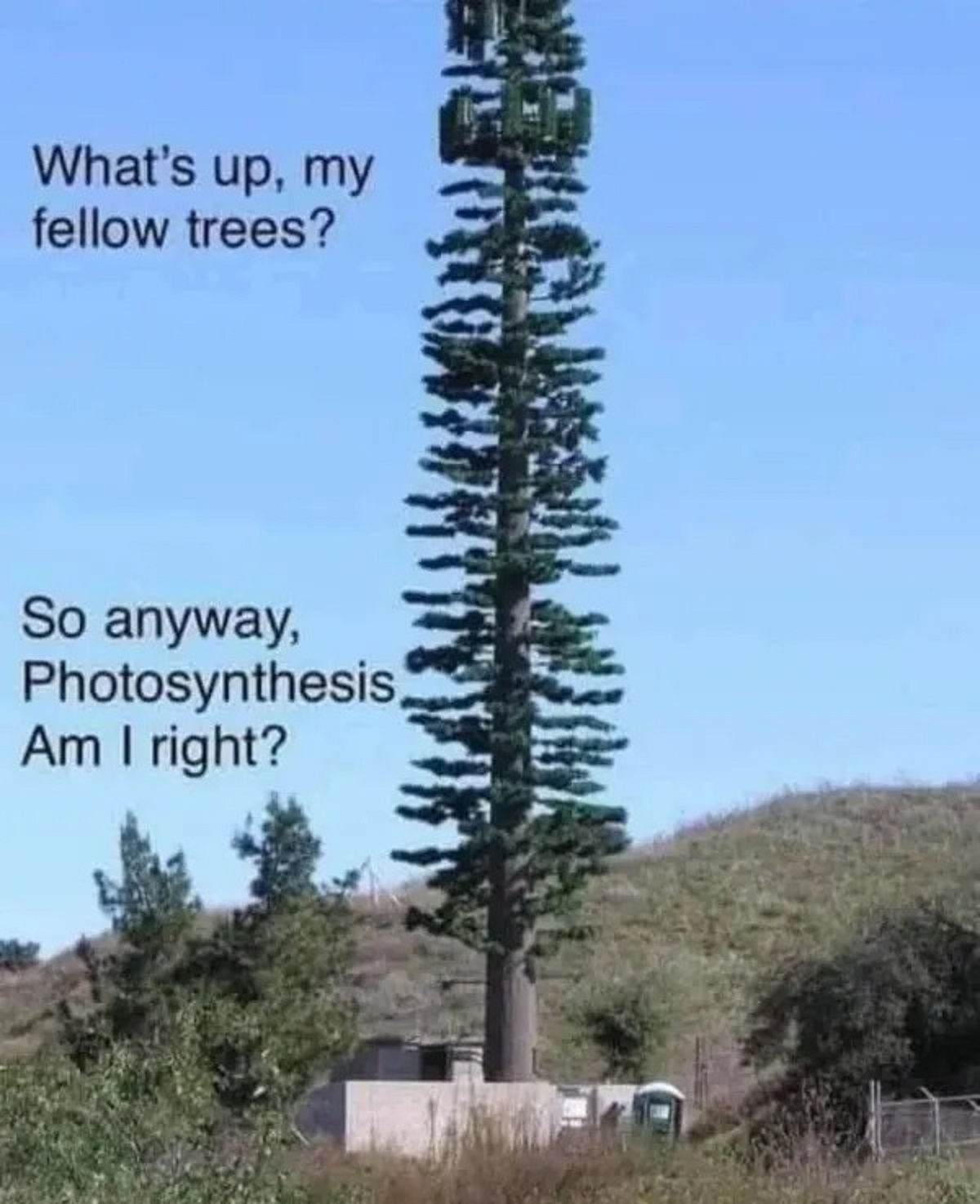 fake tree cell tower meme - What's up, my fellow trees? So anyway, Photosynthesis, Am I right?