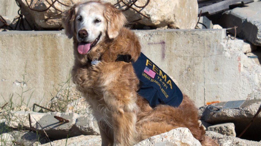 During the aftermath of 9/11, search and rescue dogs found so few survivors that it caused them great stress because they believed they had failed. Handlers and rescue workers had to regularly hide in the rubble in order to give the rescue dogs a successful find, and keep their spirits up.