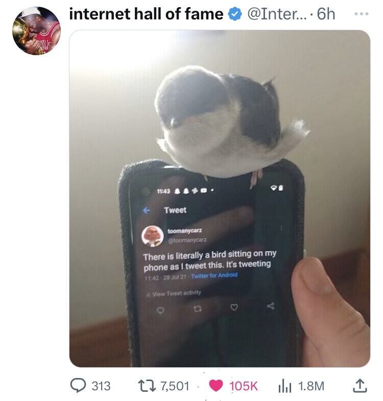 internet hall of fame 313 Tweet toomanycarz O There is literally a bird sitting on my phone as I tweet this. It's tweeting 28 Jul 21 Twitter for Android View Tweet activity .... 6h 17, 1.8M