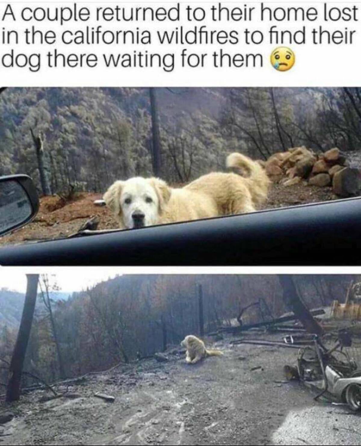 fire dog survivor - A couple returned to their home lost in the california wildfires to find their dog there waiting for them