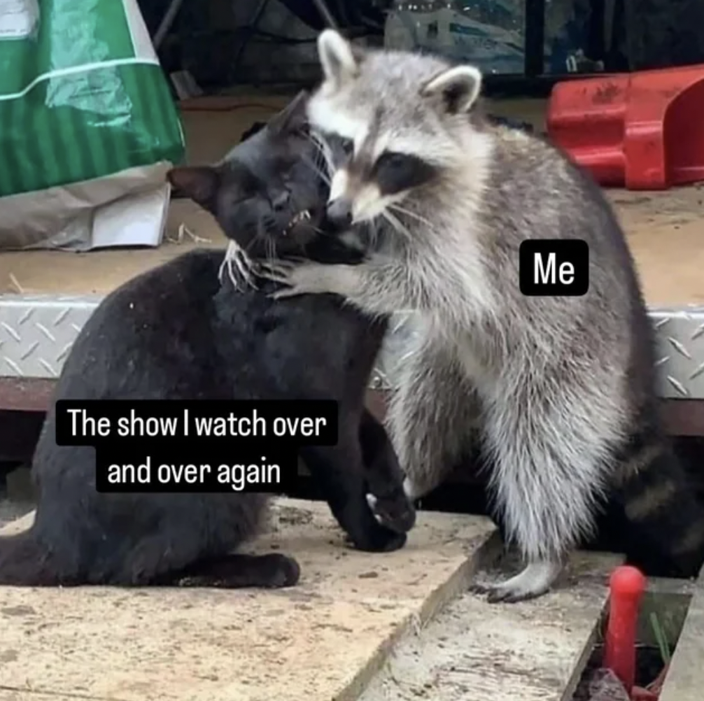 raccoon - The show I watch over and over again Me