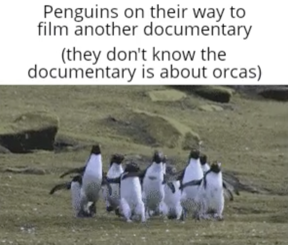 penguin - Penguins on their way to film another documentary they don't know the documentary is about orcas
