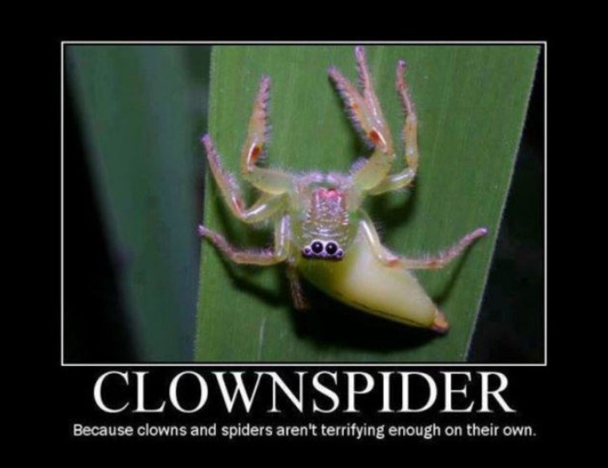 rainwalker - Clownspider Because clowns and spiders aren't terrifying enough on their own.