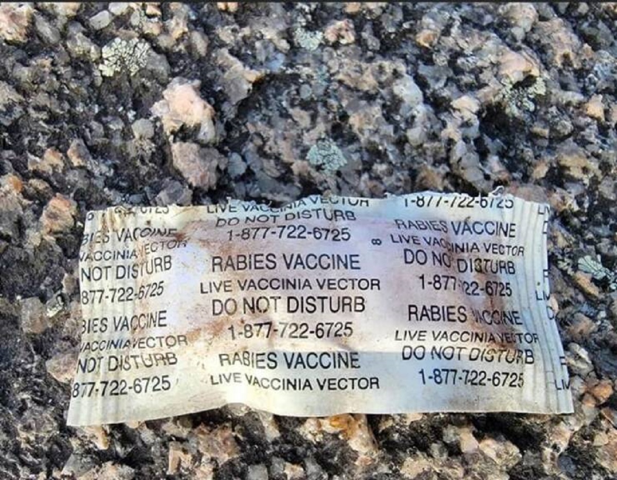 There are little vaccine packets being dropped into wooded areas to help stop the spread of rabies.