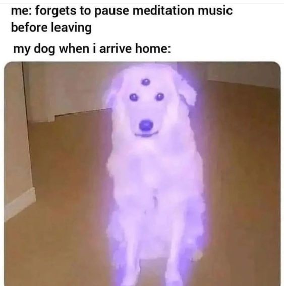 you leave the meditation music on dog meme - me forgets to pause meditation music before leaving my dog when i arrive home