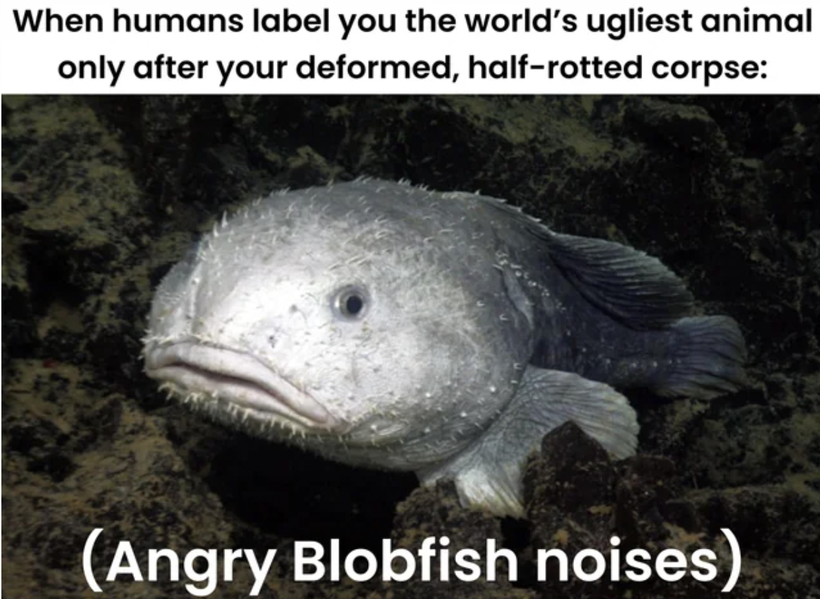 natural blob fish - When humans label you the world's ugliest animal only after your deformed, halfrotted corpse Angry Blobfish noises
