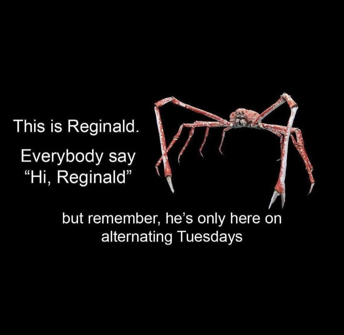 you spotted reginald on a non alternating tuesday - This is Reginald. Everybody say "Hi, Reginald" Mtt but remember, he's only here on alternating Tuesdays