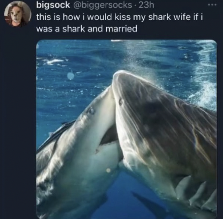 sharks kissing meme - bigsock 23h this is how i would kiss my shark wife if i was a shark and married