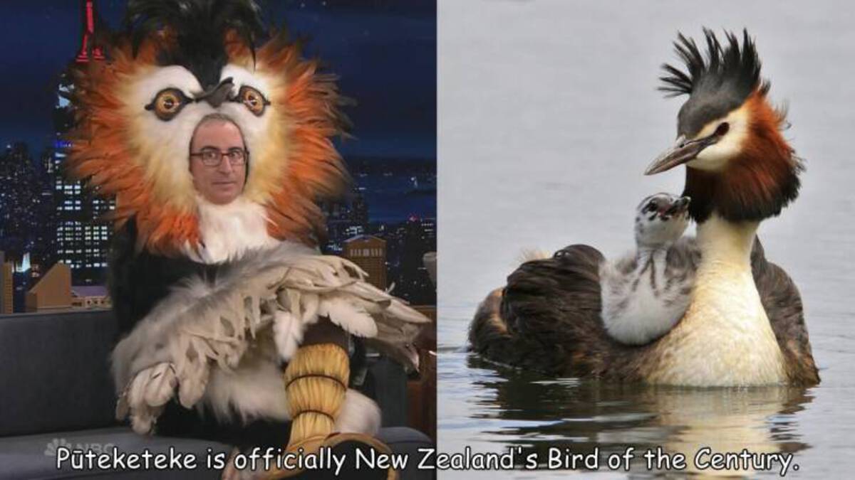 fauna - Puteketeke is officially New Zealand's Bird of the Century.