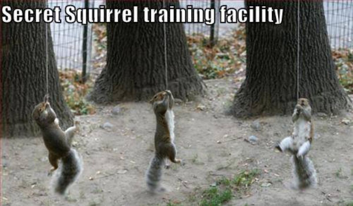 ninja squirrel meme - Secret Squirrel training facility