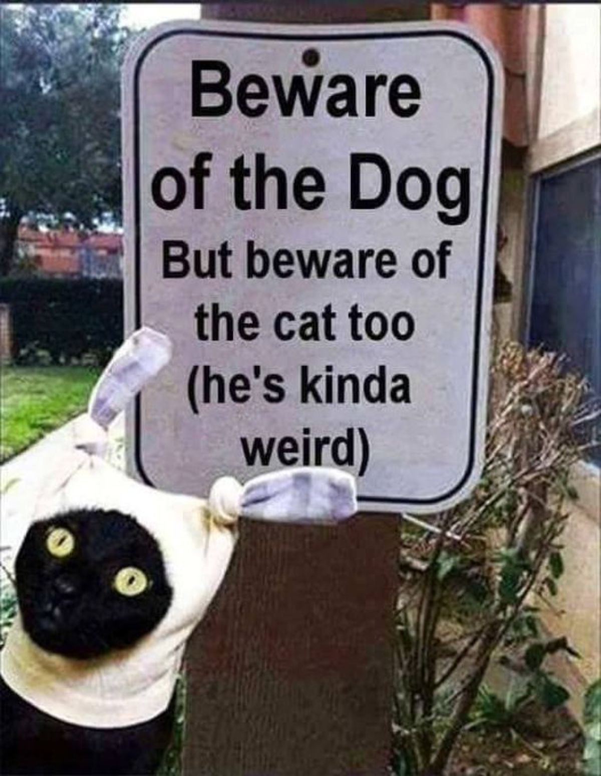 beware of the cat he's kinda weird - Beware of the Dog But beware of the cat too he's kinda weird