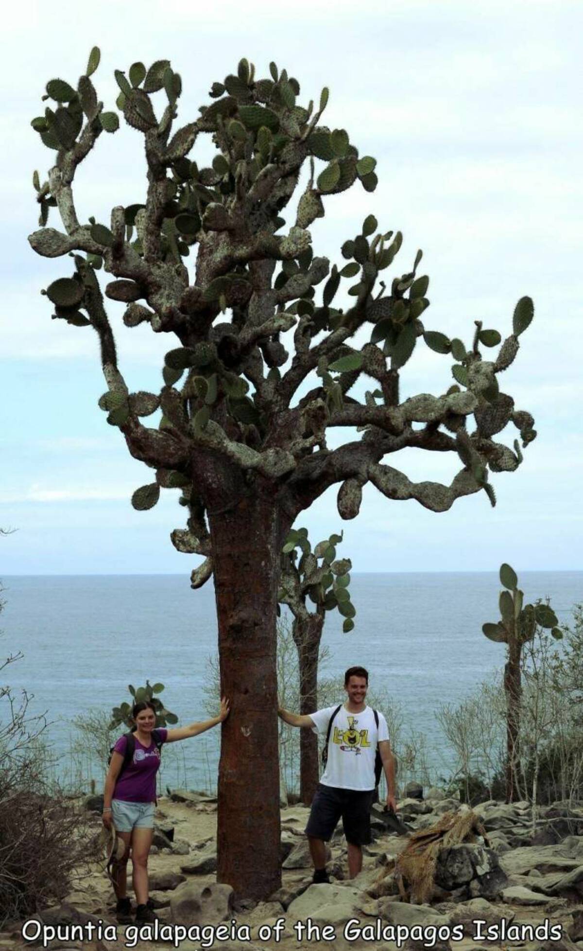 tree - Opuntia galapageia of the Galapagos Islands
