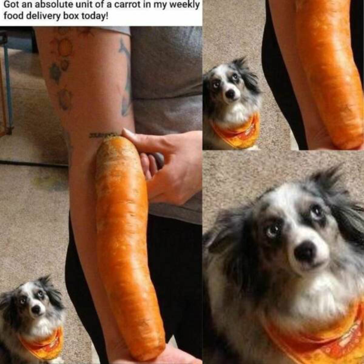 cool random pics - snout - Got an absolute unit of a carrot in my weekly food delivery box today!