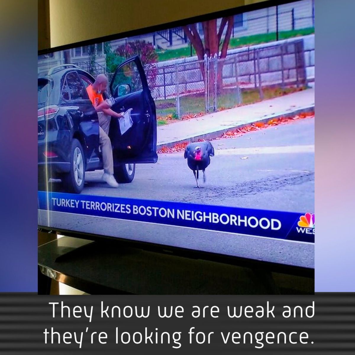 display advertising - 14 Turkey Terrorizes Boston Neighborhood Wes They know we are weak and they're looking for vengence.