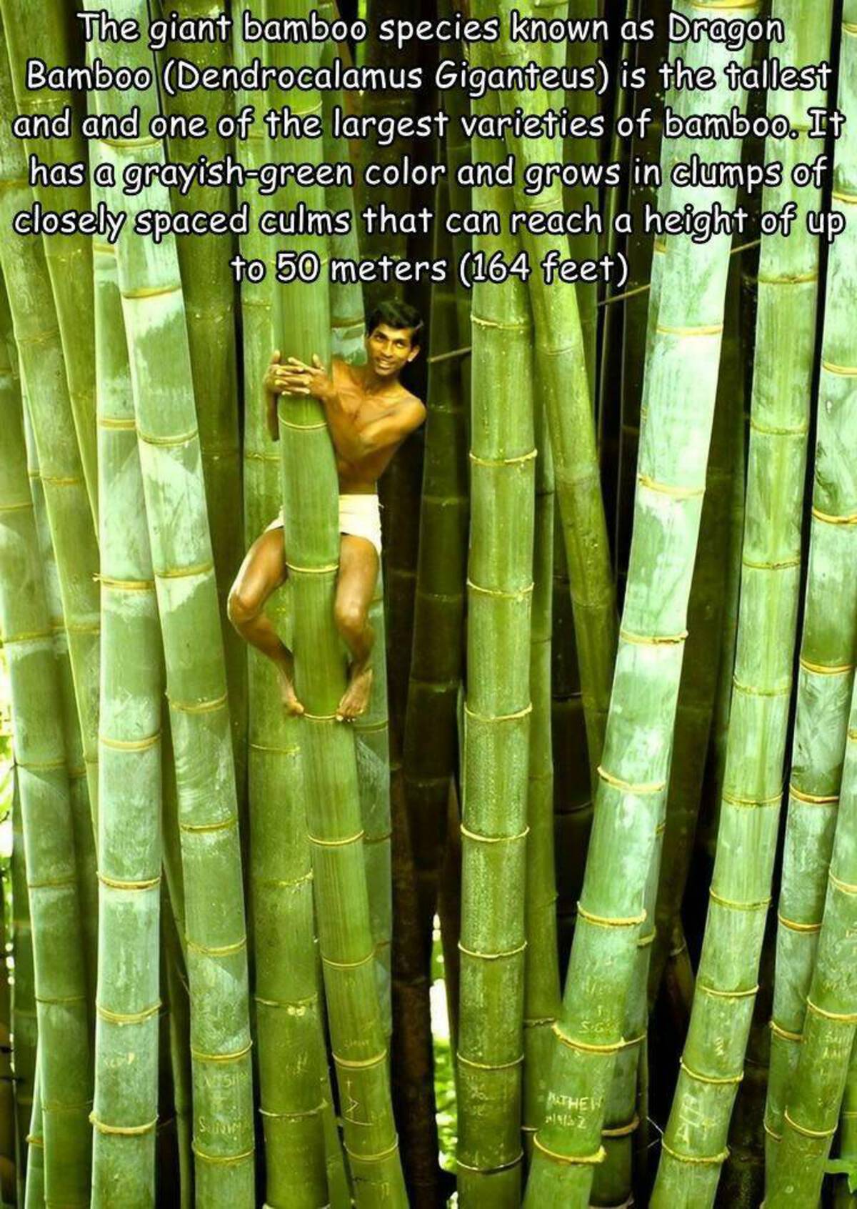 giant bamboo - The giant bamboo species known as Dragon Bamboo Dendrocalamus Giganteus is the tallest and and one of the largest varieties of bamboo. It has a grayishgreen color and grows in clumps of closely spaced culms that can reach a height of up to 