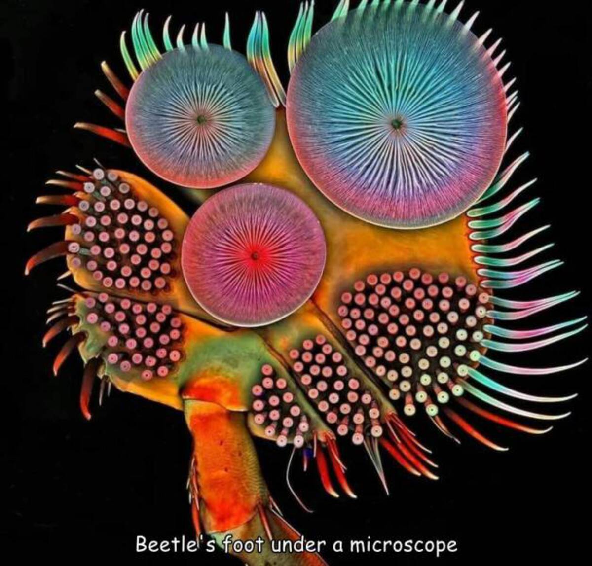 male diving beetle - Beetle's foot under a microscope