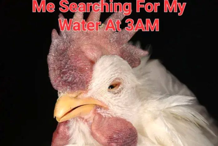 20 Silly Memes and Tweets to Send to Your Silly Geese