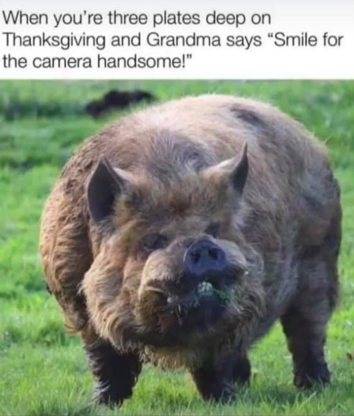 thanksgiving meme wholesome - When you're three plates deep on Thanksgiving and Grandma says "Smile for the camera handsome!"