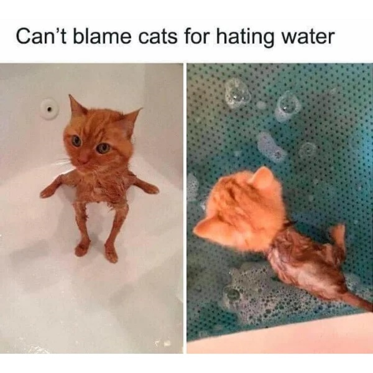 exe cats - Can't blame cats for hating water