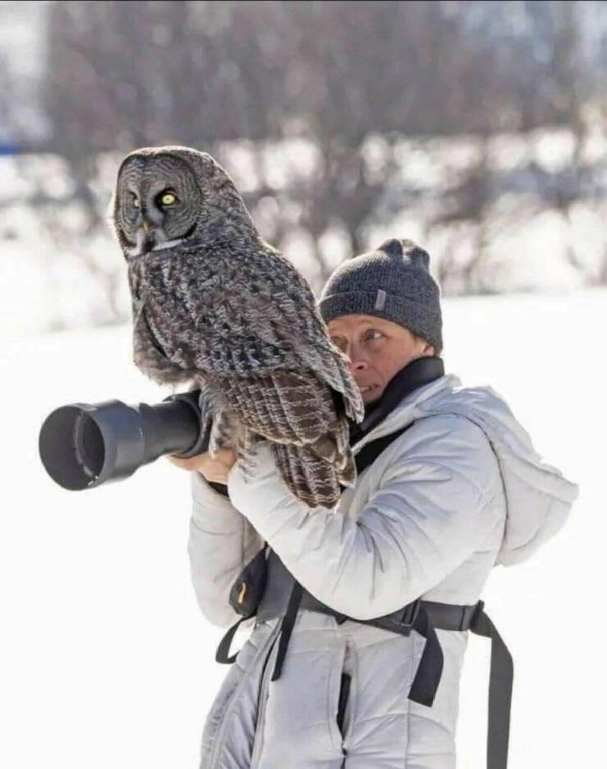 great grey owl lands on camera
