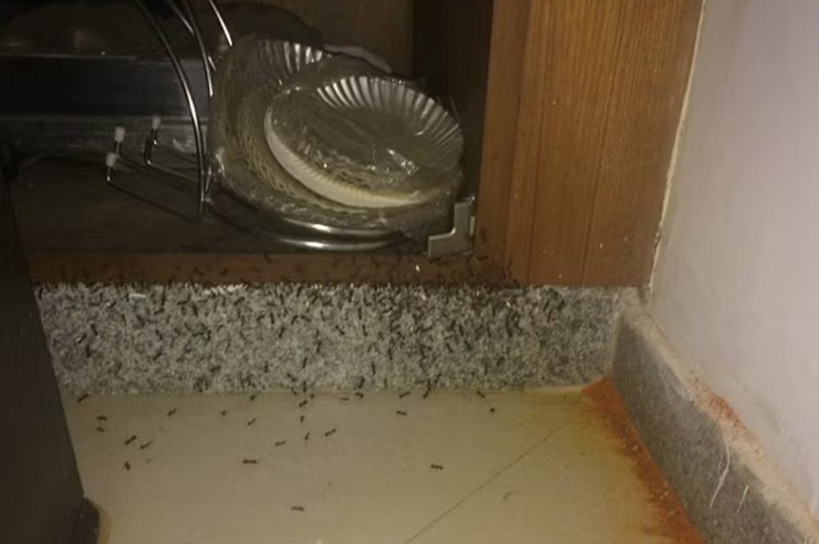 Bug infested kitchen, great.