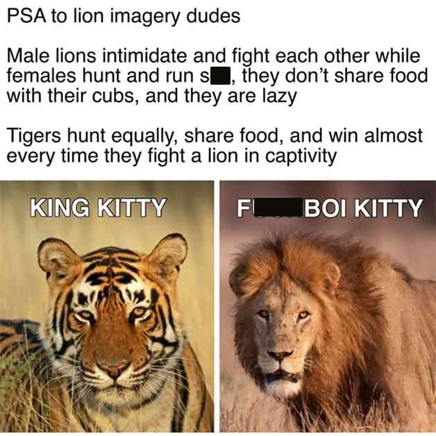 tiger and lion which is stronger - Psa to lion imagery dudes Male lions intimidate and fight each other while females hunt and run s, they don't food with their cubs, and they are lazy Tigers hunt equally, food, and win almost every time they fight a lion