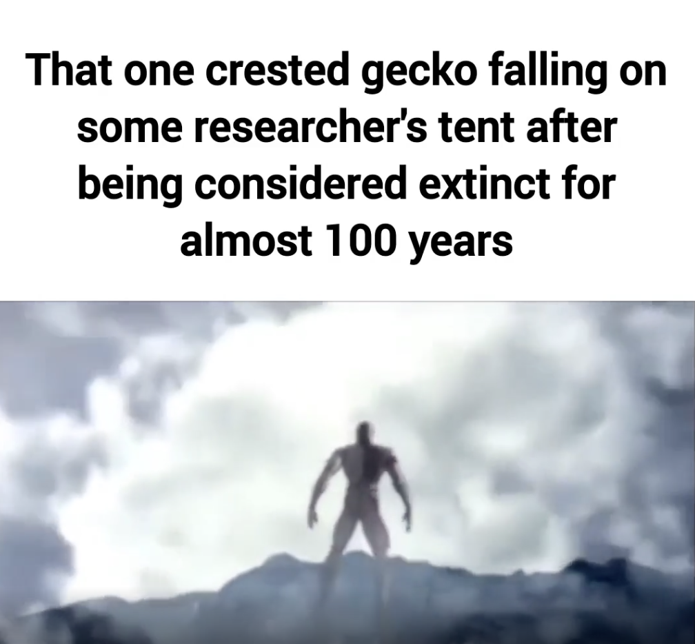 sky - That one crested gecko falling on some researcher's tent after being considered extinct for almost 100 years