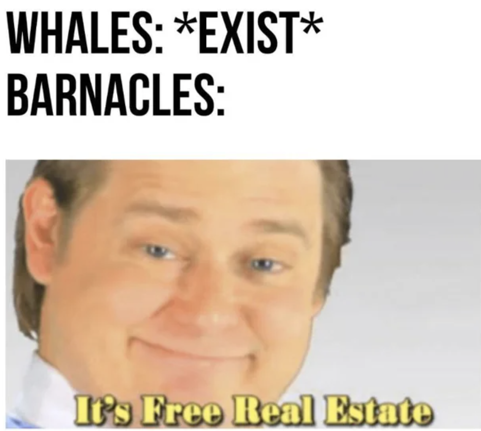 smile - Whales Exist Barnacles It's Free Real Estate