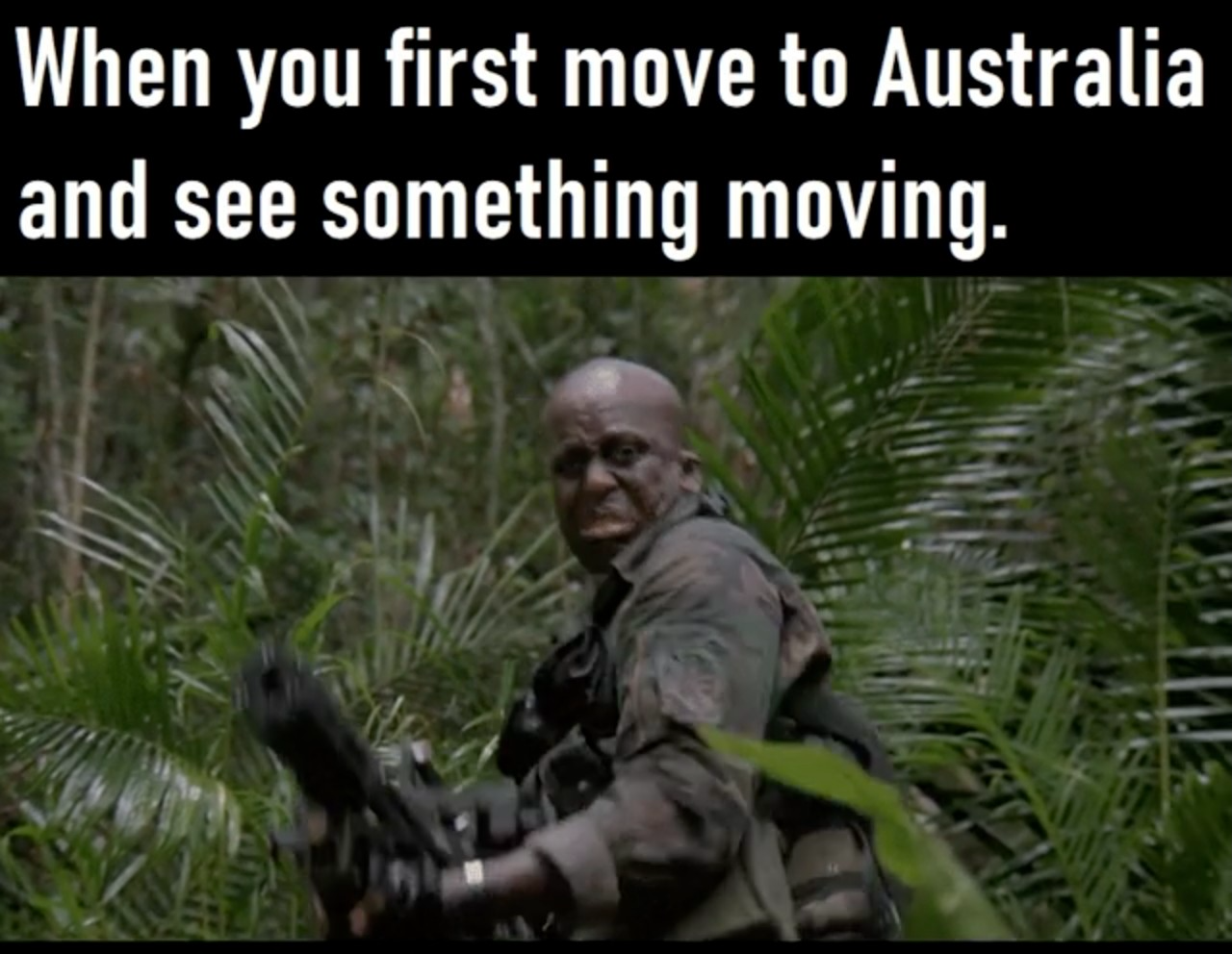 soldier - When you first move to Australia and see something moving.